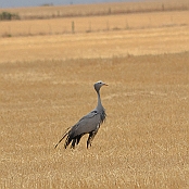 "Blue Crane" Agulhas National Park, South Africa